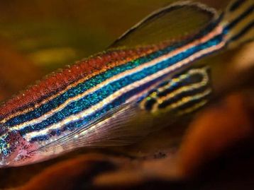 Peixes transgênicos invadem rios brasileiros e causam preocupação