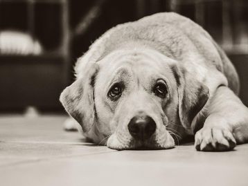 Cães ficam de luto por companheiros? Estudo indica que é possível