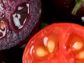 Empresa quer vender tomate roxo transgênico e mais nutritivo nos EUA