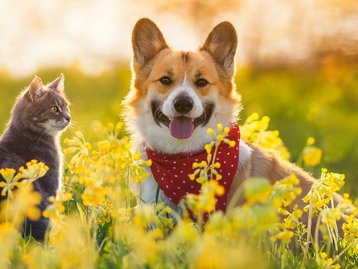 Cannabis para pets? Bichos também podem se beneficiar do uso da planta