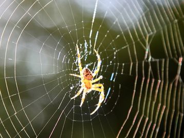 Nova espécie de aranha cega é descoberta por pesquisadores do Butantan