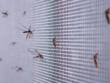 Vacina contra chikungunya do Butantan é segura e eficaz, mostram dados
