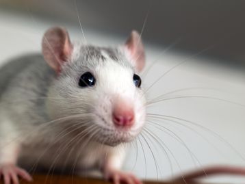 Cientistas usam ultrassom para tratar diabetes em animais