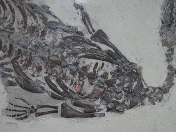 Cientistas encontram fóssil de dinossauro morto pelo asteroide da extinção