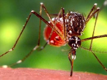 Mutação genética pode tornar vírus Zika mais perigoso, alerta estudo