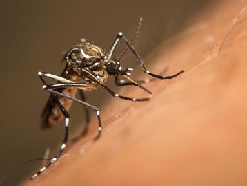 Casos de dengue dobram no Brasil em 2022 e chegam a 400 mil infectados