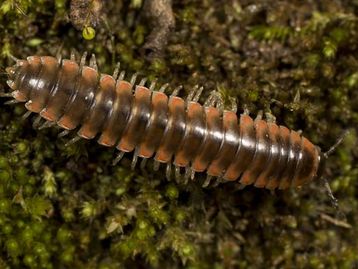 Cientista dá nome da cantora Taylor Swift a nova espécie de piolho-de-cobra