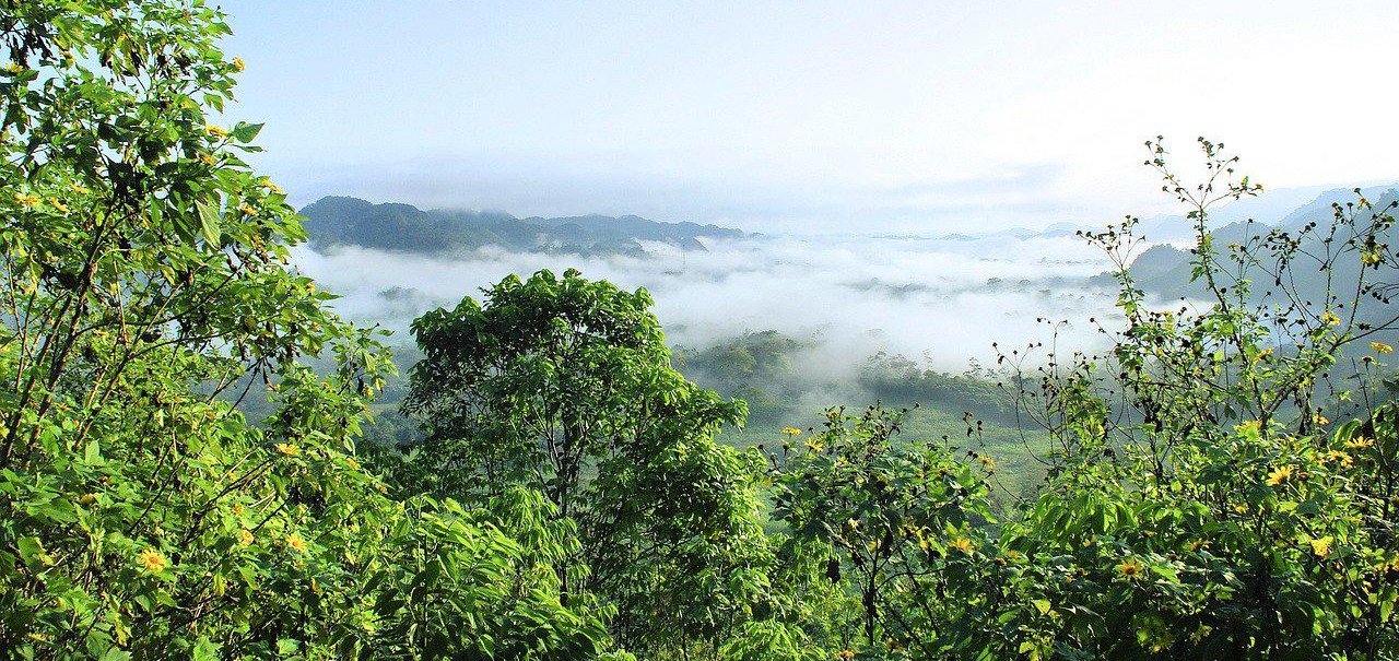 Quantos biomas existem no Brasil e quais suas características