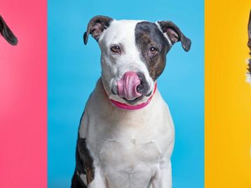 Seu cão é bagunceiro? Motivo pode ser personalidade, e não raça do cachorro
