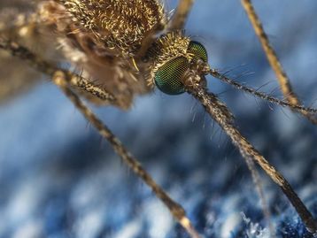 Brasil já tem mais de 540 mil casos de dengue somente em 2022
