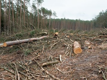 Desmatamento na Amazônia tem novo recorde para mês de abril