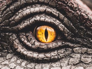 Embriões super preservados de dinossauros são encontrados na China
