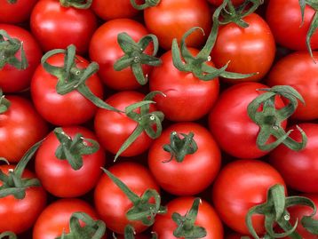 Tomates modificados geneticamente podem fornecer mais vitamina D 