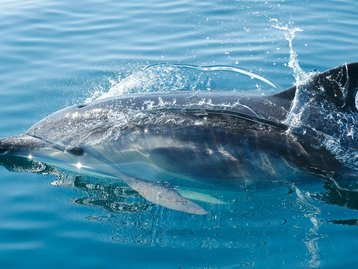 Golfinhos identificam amigos pelo gosto da urina, mostra estudo