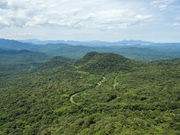Projeto vai restaurar mais de 800 hectares de Mata Atlântica no Paraná