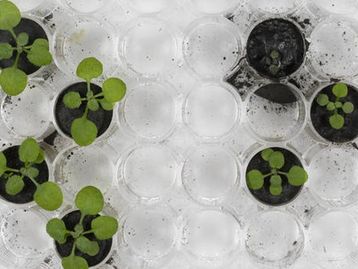 Cientistas conseguem cultivar plantas em solo lunar pela primeira vez