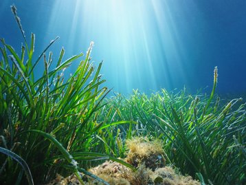 Maior planta do mundo é encontrada no fundo do oceano Índico