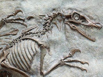 Jurassic Park: esqueleto que inspirou Velociraptor do filme é leiloado