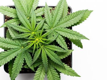 Inédito: STJ autoriza cultivo de maconha para uso medicinal por 3 pacientes