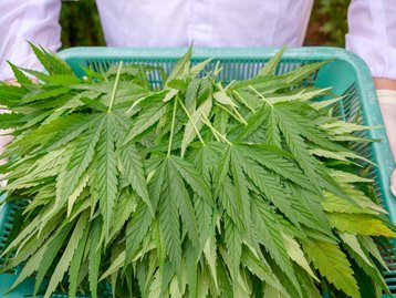 Farmacêutica brasileira vai vender remédio à base de maconha na farmácia