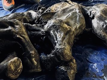 Bebê mamute congelado de 30 mil anos é encontrado no Canadá
