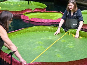 Nova espécie de planta gigante é descoberta em jardim de Londres