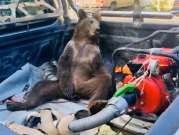 Ursa fica 'chapada' após overdose de mel alucinógeno na Turquia; veja vídeo