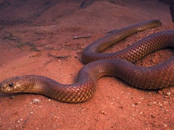 Evolução reversa? YouTuber criar pernas robóticas para cobras