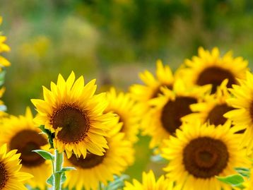 Néctar de flores pode inibir parasita que causa leishmaniose, mostra estudo