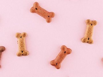 Suplemento alimentar para pets: o que é, quando e como usar?