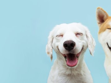 Estudo sugere que cães 'choram' de felicidade ao encontrar donos