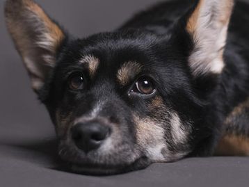 Cachorros podem ter Alzheimer? Saiba mais sobre a demência canina
