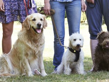 Risco de demência em cachorros aumenta mais de 50% a cada ano de vida