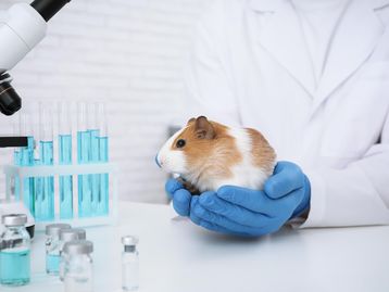 Conheça 12 marcas que não testam em animais