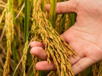 Astronautas chineses conseguiram cultivar arroz no espaço
