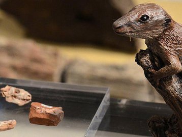 Paleontólogos brasileiros descobrem o mais antigo mamífero da Terra