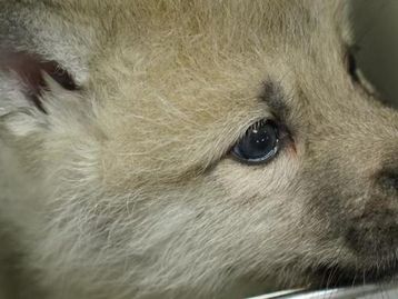 Laboratório chinês clona primeiro lobo selvagem do Ártico
