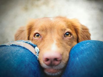 Cães podem sentir o cheiro do seu estresse, diz estudo