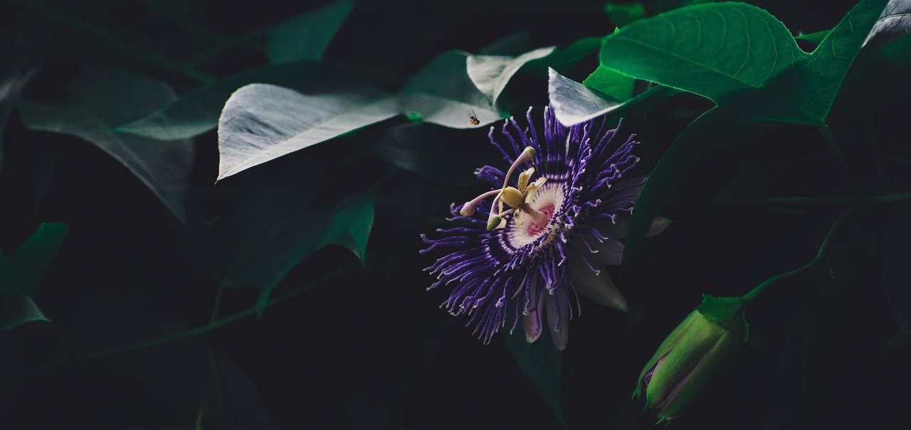 Passiflora: o que é, para que serve e quais o benefícios