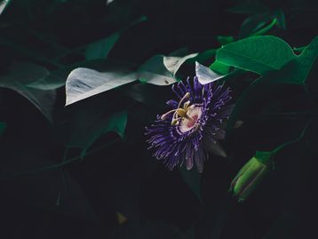 Passiflora: o que é, para que serve e quais o benefícios