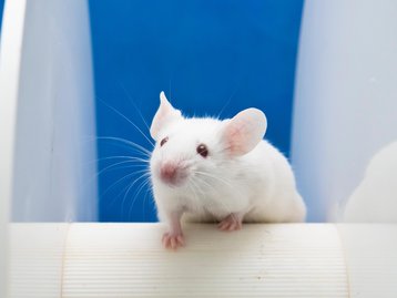 Células humanas são implantadas em ratos para estudar doenças mentais