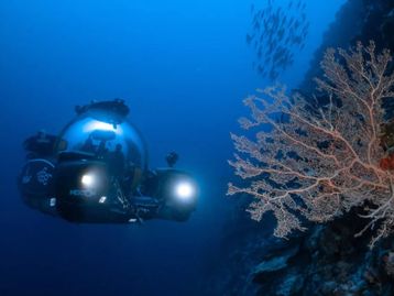 Cientistas descobrem novo ecossistema no fundo do oceano nas Maldivas