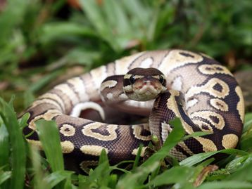 Mulher é morta e engolida por cobra píton na Indonésia