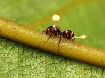 Fungo que mata insetos pode ajudar a desenvolver remédio contra o câncer