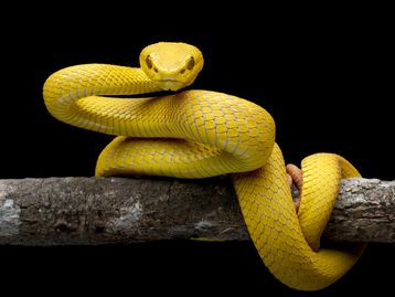 Picadas de cobra matam mais de 63 mil pessoas por ano no mundo, diz estudo