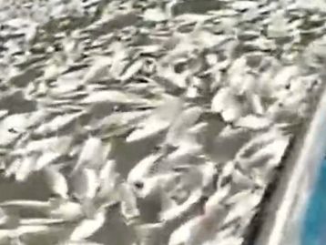 Milhares de peixes surgem mortos em lago no Amazonas; veja o vídeo