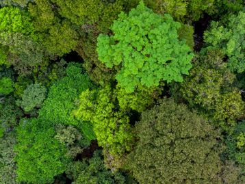 Não há segurança climática sem Amazônia protegida, diz Lula na COP27