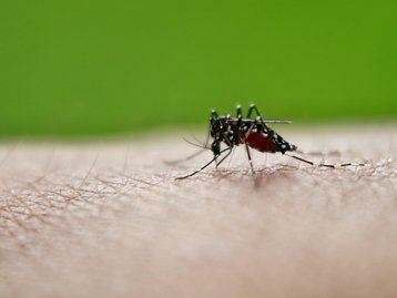 Dengue volta a crescer no Brasil e registra 951 mortes em 2022