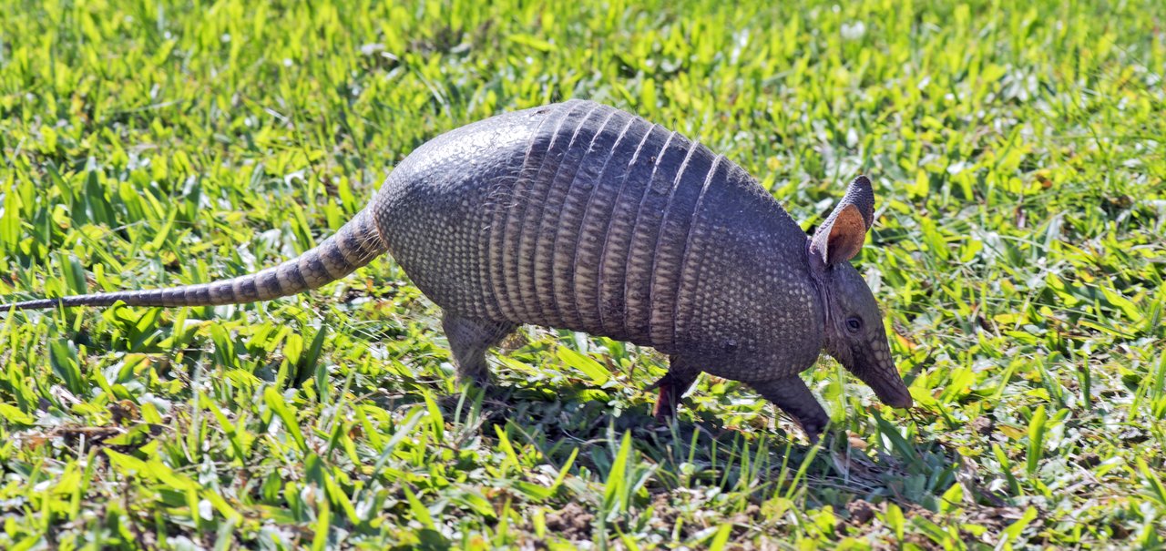 Hanseníase de tatus pode ajudar a regenerar o fígado humano; entenda