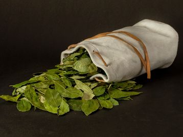 Cientistas criaram planta de tabaco que produz cocaína nas folhas